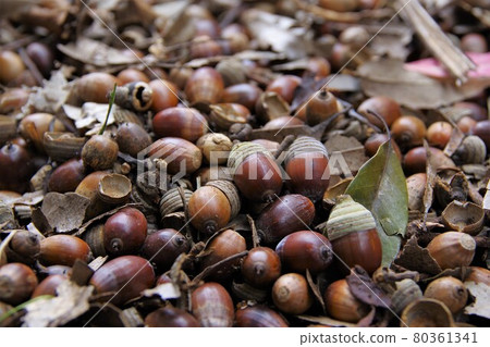 Acorn beauty 80361341