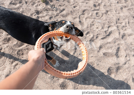 Young dog of entlebucher sennenhund breed playing with puller at the sandy beach Young dog of entlebucher sennenhund breed playing with puller at the sandy beach 80361534
