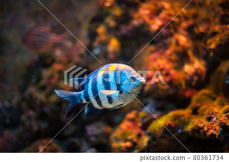 Indo-Pacific sergeant Abudefduf vaigiensis fish Indo-Pacific sergeant Abudefduf vaigiensis fish 80361734