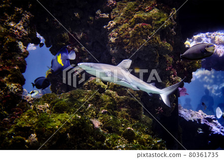 Shark Underwater Photo in Open Water Shark Underwater Photo in Open Water 80361735