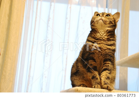 Fluffy Mofumofu Muffler Furry Nose Pecha Cat American Shorthair Brown Tabby 80361773