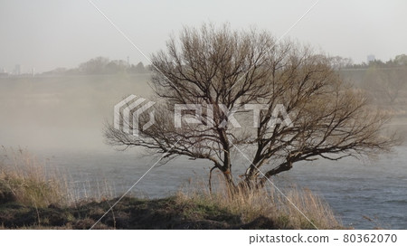 Trees that withstand sandstorms Trees that withstand sandstorms 80362070
