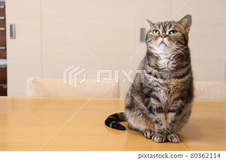 Sit in good posture Nose cat American Shorthair Brown Tabby 80362114
