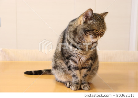 坐好坐姿看看右下鼻貓美國短毛貓棕虎斑 坐好坐姿看看右下鼻貓美國短毛貓棕虎斑 80362115