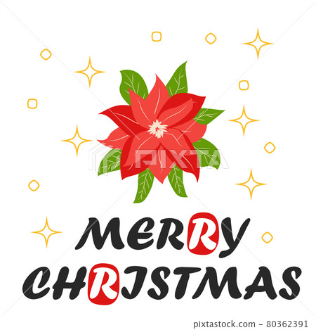 Traditional Christmas poinsettia flower with green leaves and red petals. Christmas flower 80362391