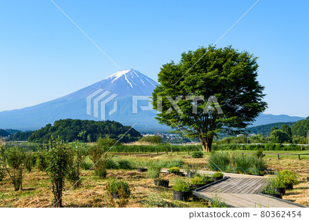 初夏的富士山和新鮮的綠色 初夏的富士山和新鮮的綠色 80362454
