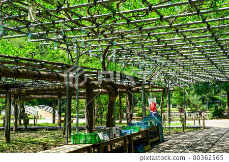 宣布夏天藥師池公園的藤田風鈴(東京都町田市) 宣布夏天藥師池公園的藤田風鈴(東京都町田市) 80362565