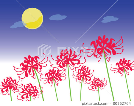 月夜背景下的簇狀孤挺花 插圖素材 圖庫