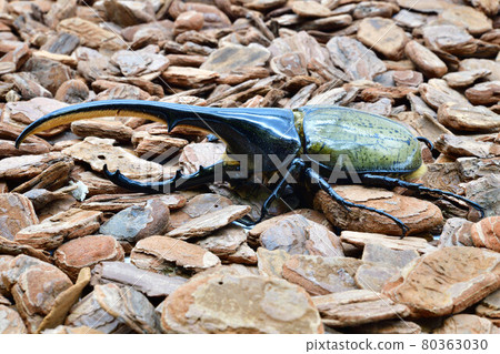 Hercules Hercules 80363030