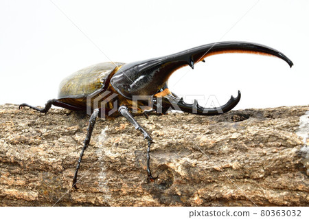 赫拉克勒斯赫拉克勒斯 赫拉克勒斯赫拉克勒斯 80363032