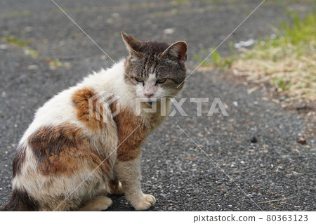 After playing, the whole family is a cute kitten of a stray cat at meal time After playing, the whole family is a cute kitten of a stray cat at meal time 80363123