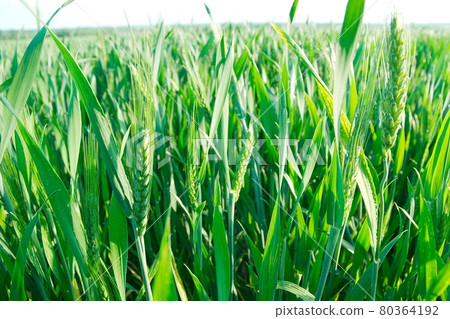 Wheat Wheat 80364192