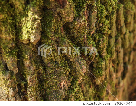 Detail of green moss growing on old tree bark. 80364744