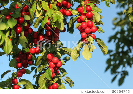 Red mirabele cherry plums (Prunus domestica syriaca) lit by sun, growing on wild tree. 80364745