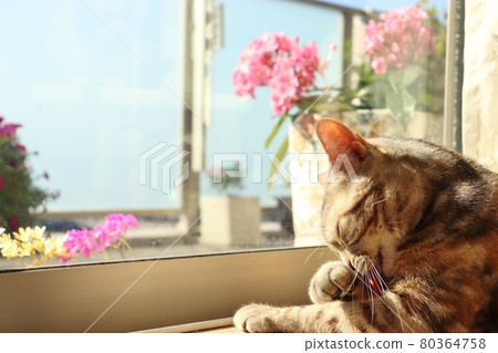 貓美國短毛貓銀色補丁斑紋在窗邊洗臉 80364758