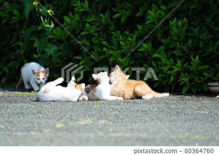 A cute stray kitten is watched by her mother and plays well A cute stray kitten is watched by her mother and plays well 80364760
