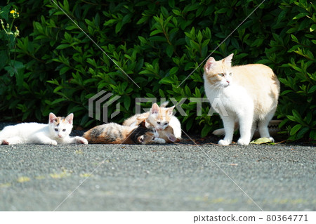 A cute stray kitten is watched by her mother and plays well A cute stray kitten is watched by her mother and plays well 80364771