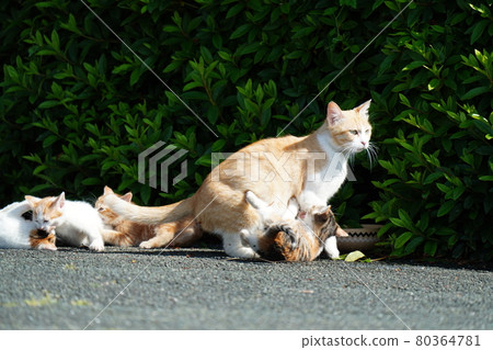 A cute stray kitten is watched by her mother and plays well A cute stray kitten is watched by her mother and plays well 80364781