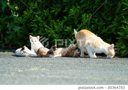 A cute stray kitten is watched by her mother and plays well A cute stray kitten is watched by her mother and plays well 80364783