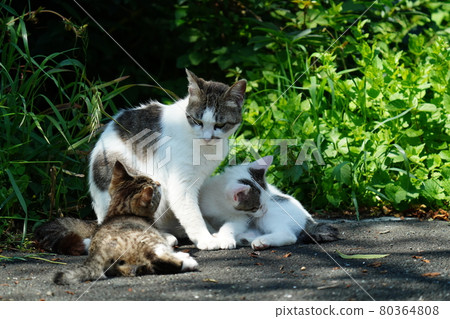 A cute stray kitten is watched by her mother and plays well A cute stray kitten is watched by her mother and plays well 80364808
