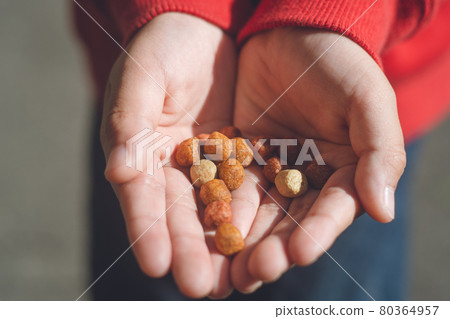 一個帶頭巾的孩子的手給一隻紅狐狸-飼養員給狐狸零食的狗糧 80364957