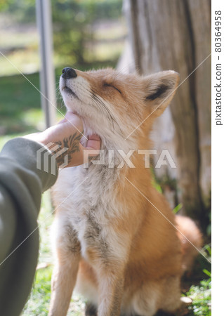 Cute northern fox-Kitami fox garden in Kitami, Hokkaido 80364958