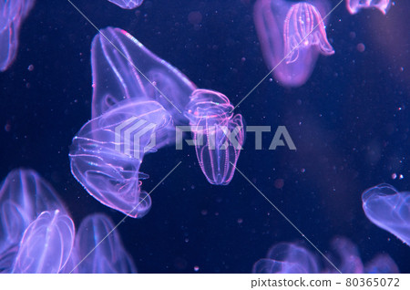 Kurage Puka Puka Kurage Puka Puka 80365072