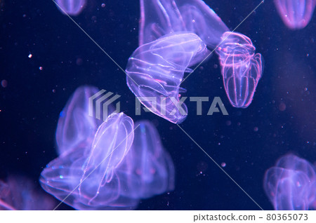 Kurage Puka Puka 80365073