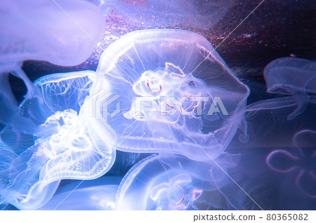 Kurage Puka Puka 80365082