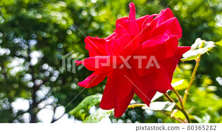A bright red rose with blooming roses 80365282