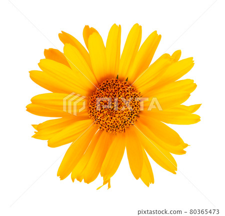 Calendula flowers isolated on white background. Marigold flower. Medicinal herbal plant. Top view. Calendula flowers isolated on white background. Marigold flower. Medicinal herbal plant. Top view. 80365473