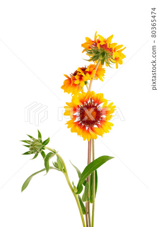 Gaillardia flowers isolated on white background. Beautiful summer flowers. Gaillardia flowers isolated on white background. Beautiful summer flowers. 80365474