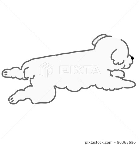 躺著的貴賓犬白色 80365680