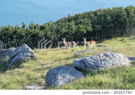 Guleopdo Guleopdo 80365790