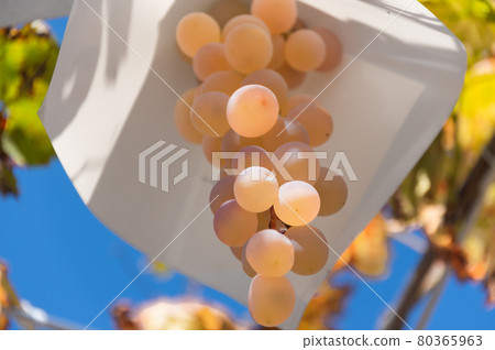 果園的葡萄 80365963