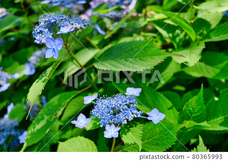 Beautiful hydrangea of Kamakura Meigetsuin 80365993