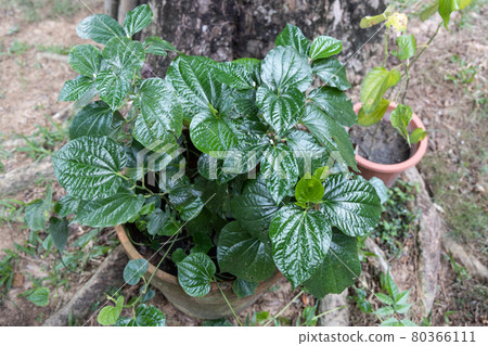 Daun kaduk or piper sarmentosum planted on pot as food and herbal medicine 80366111