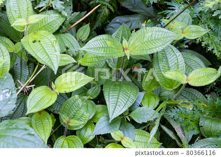 Clidemia hirta or senduduk buluh is plant found in tropical rainforest and have medicinal value 80366116