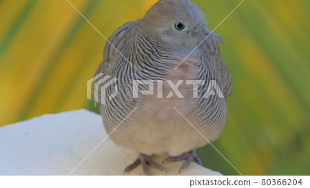 Zebra dove on Mauritius Island 80366204