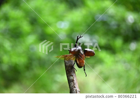 The moment the beetle flies 80366221