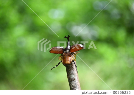 The moment the beetle flies The moment the beetle flies 80366225