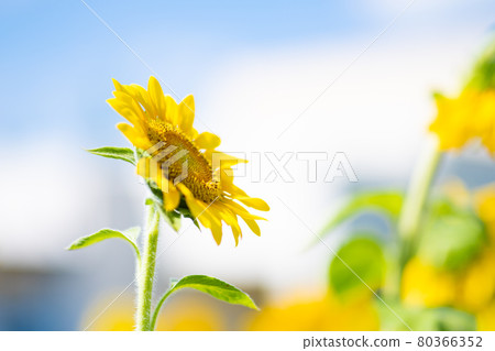 藍天和向日葵 藍天和向日葵 80366352
