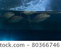 fish 80366746