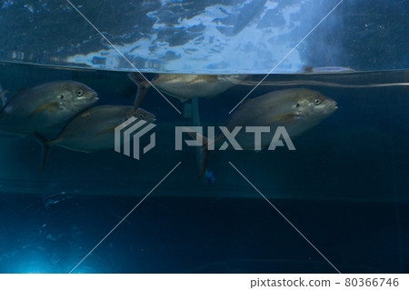 fish fish 80366746