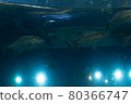fish 80366747