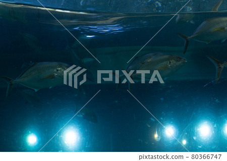 fish fish 80366747