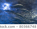 fish 80366748