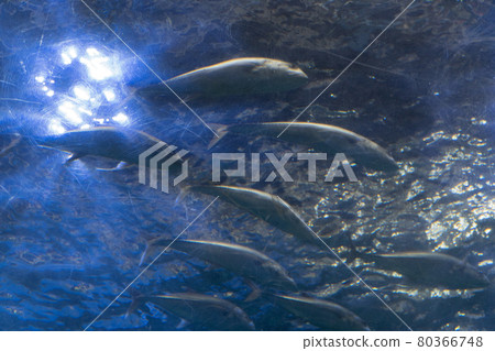 fish fish 80366748