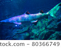 fish 80366749