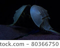 Horseshoe crab crayfish 80366750